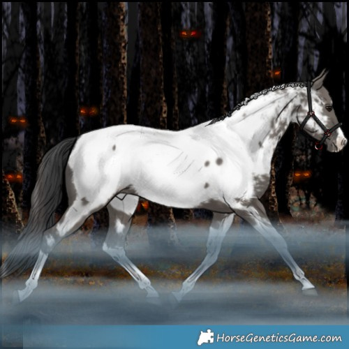 Horse Color:Grullo Splash Tobiano Appaloosa Rabicano 