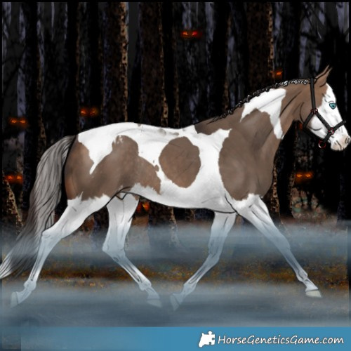 Horse Color:Bay Dun Splash Tobiano Appaloosa Rabicano 