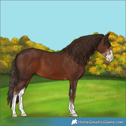 Horse Color:Liver Chestnut Sabino