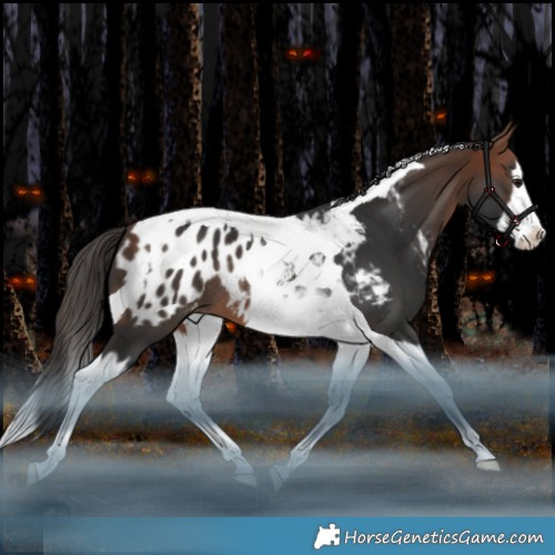 Horse Color:Bay Splash Tobiano Appaloosa Rabicano 