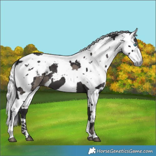 Horse Color:Smoky Black Harlequin Merle