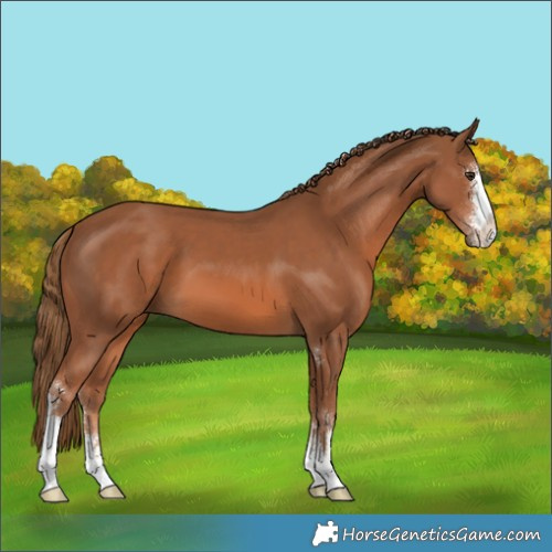 Horse Color:Chestnut Sabino 