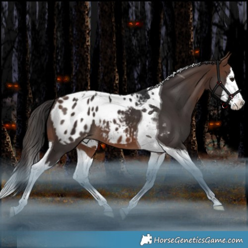 Horse Color:Brown Splash Tobiano Appaloosa Rabicano 