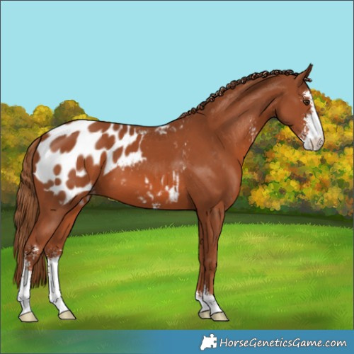 Horse Color:Chestnut Sabino Appaloosa 