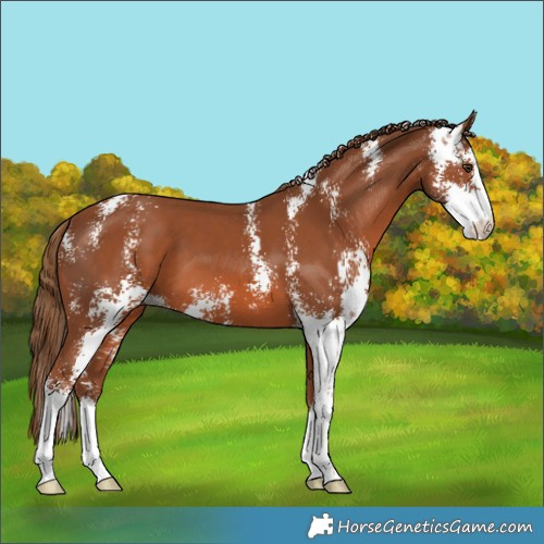 Horse Color:Chestnut Sabino