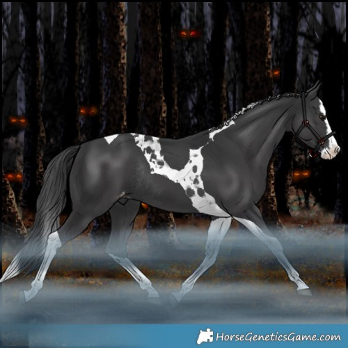 Horse Color:Black Splash Tobiano Appaloosa Rabicano