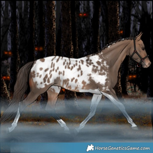 Horse Color:Bay Dun Tobiano Appaloosa Rabicano 