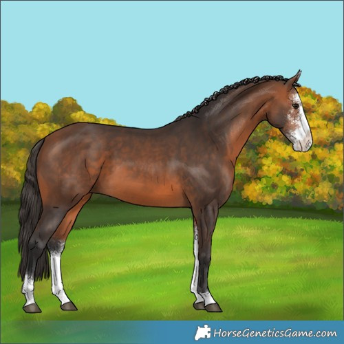 Horse Color:Bay Sabino