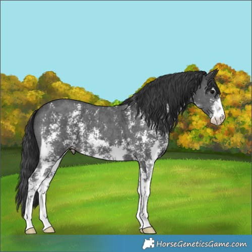 Horse Color:Black Sabino