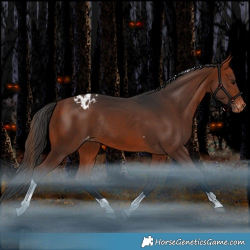 Horse Color:Bay Tobiano Appaloosa Rabicano 