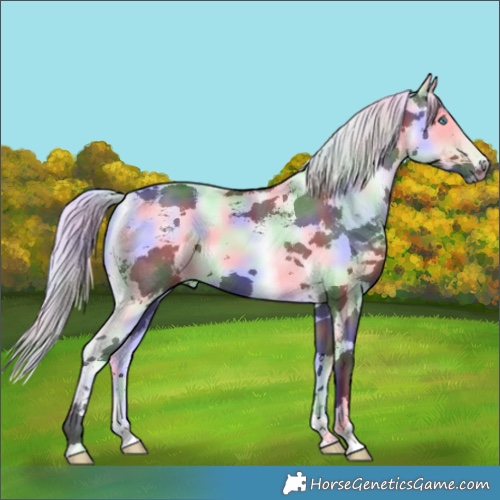 Horse Color:Nacre Grullo Harlequin Merle
