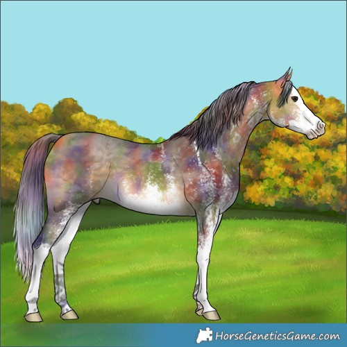 Horse Color:Nacre White Spotted Buckskin Merle Splash 