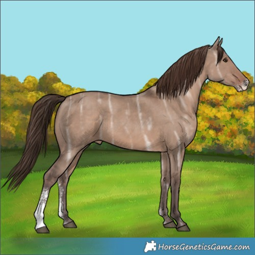Horse Color:Liver Red Dun Ice Sabino