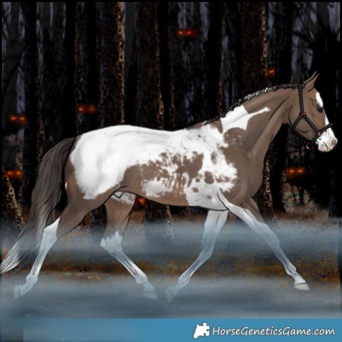 Horse Color:Brown Dun Splash Tobiano Appaloosa Rabicano 