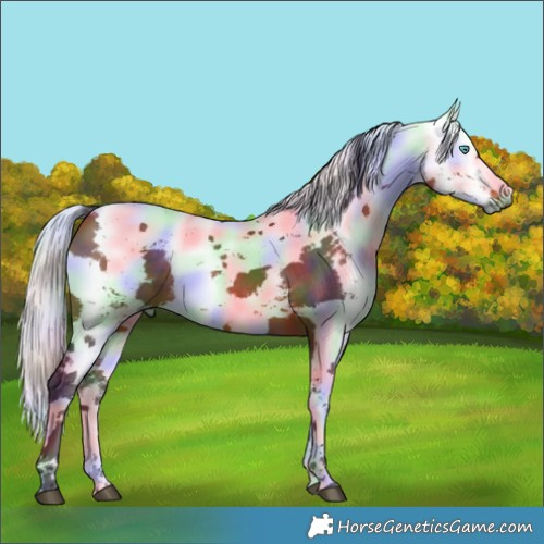 Horse Color:Nacre Bay Harlequin Merle 