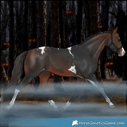 Horse Color:Bay Splash Tobiano Appaloosa Rabicano 