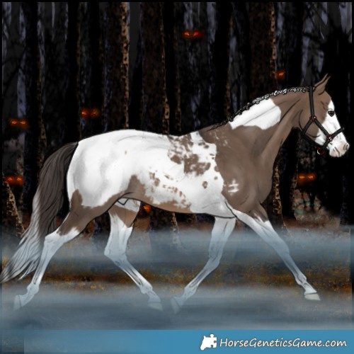 Horse Color:Brown Dun Splash Tobiano Appaloosa Rabicano 