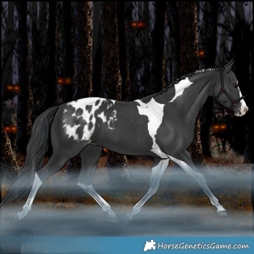 Horse Color:Black Splash Tobiano Appaloosa Rabicano 