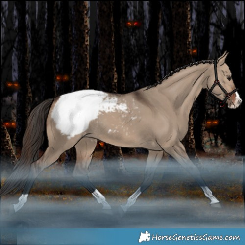 Horse Color:Brown Dun Splash Tobiano Appaloosa Rabicano 