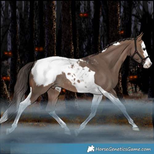 Horse Color:Brown Dun Splash Tobiano Appaloosa Rabicano 