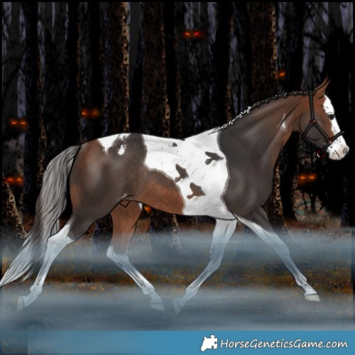 Horse Color:Bay Splash Tobiano Appaloosa Rabicano 