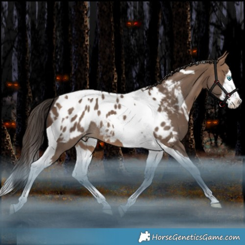 Horse Color:Brown Dun Splash Tobiano Appaloosa Rabicano 