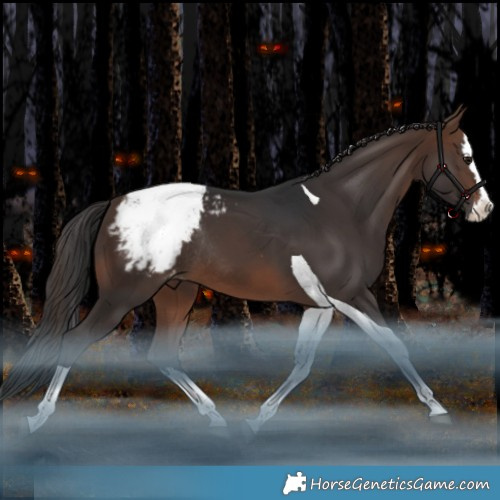Horse Color:Brown Splash Tobiano Appaloosa Rabicano 