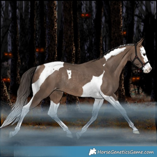 Horse Color:Brown Dun Splash Tobiano Appaloosa Rabicano