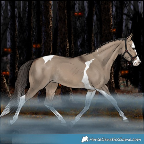 Horse Color:Brown Dun Splash Tobiano Appaloosa Rabicano 