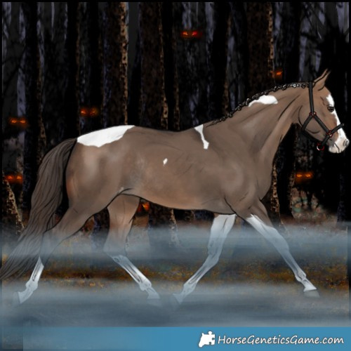Horse Color:Bay Dun Splash Tobiano Appaloosa Rabicano 