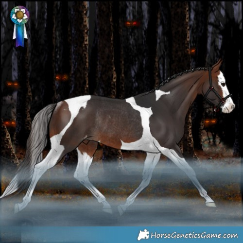 Horse Color:Bay Splash Tobiano Appaloosa Rabicano 