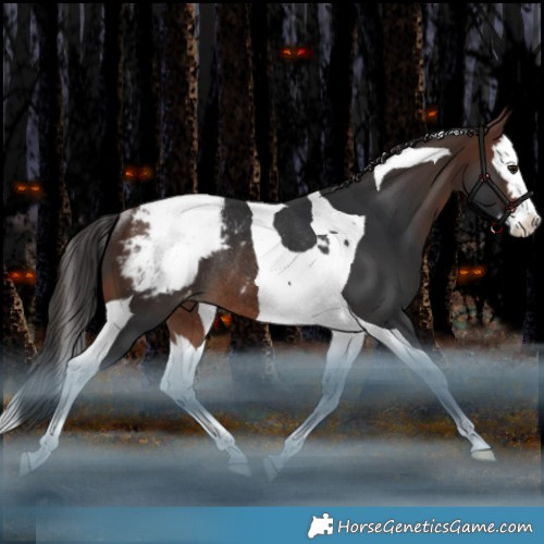 Horse Color:Brown Splash Tobiano Appaloosa Rabicano 