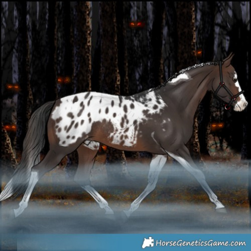 Horse Color:Brown Splash Tobiano Appaloosa Rabicano 