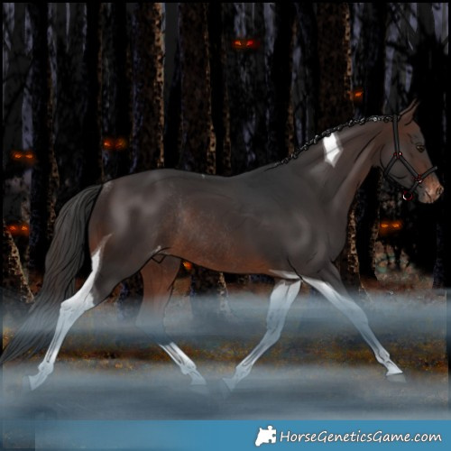 Horse Color:Brown Tobiano Appaloosa Rabicano 
