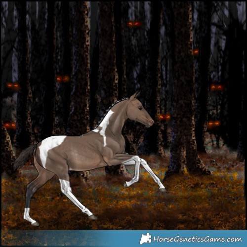 Horse Color:Brown Dun Tobiano Appaloosa Rabicano