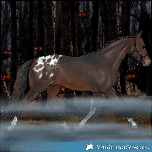 Horse Color:Brown Tobiano Appaloosa Rabicano