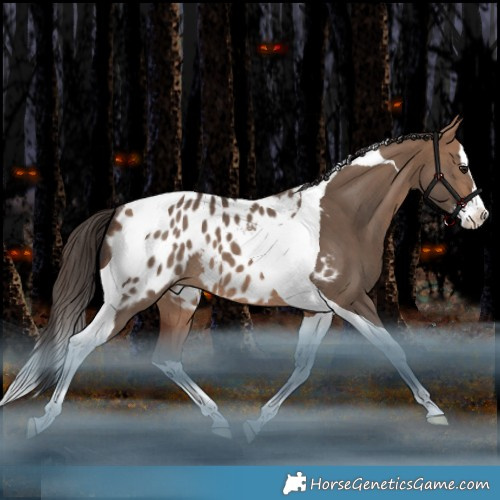 Horse Color:Bay Dun Splash Tobiano Appaloosa Rabicano