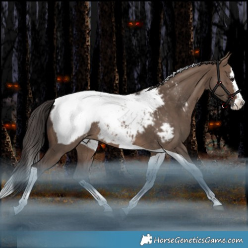 Horse Color:Brown Dun Splash Tobiano Appaloosa Rabicano 
