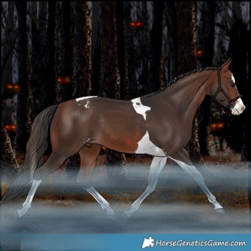 Horse Color:Bay Splash Tobiano Appaloosa Rabicano