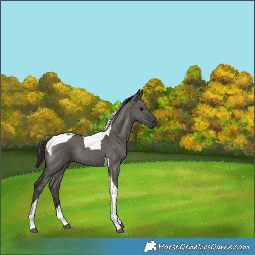 Horse Color:Grullo Tobiano Rabicano 