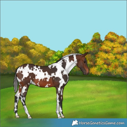 Horse Color:White Spotted Brown 