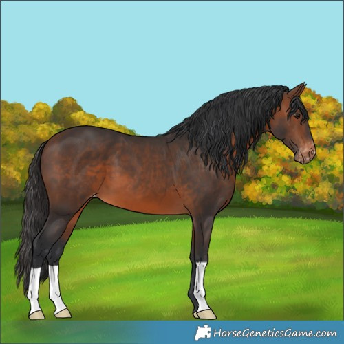 Horse Color:Brown Appaloosa 