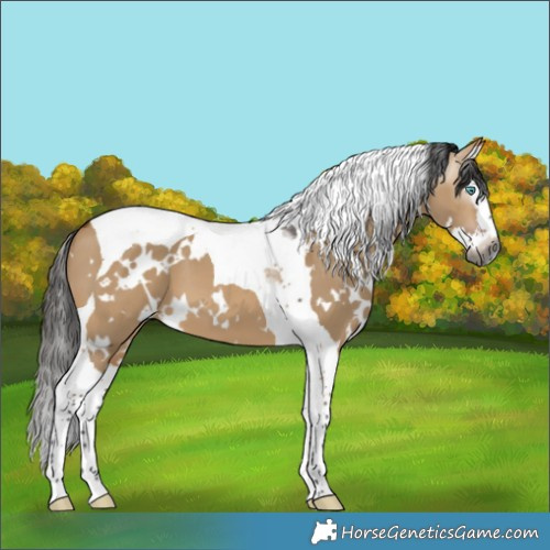 Horse Color:Gray White Spotted Bay Dun Splash Tobiano
