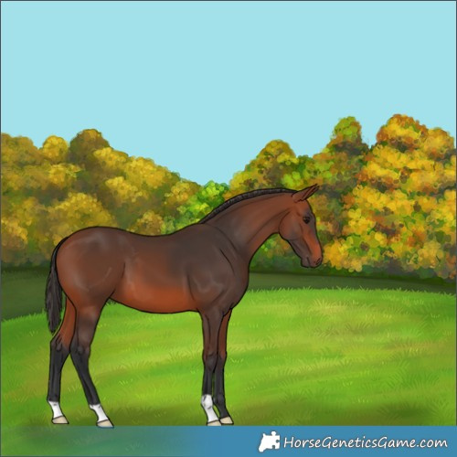 Horse Color:Bay 