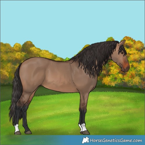 Horse Color:Brown Dun