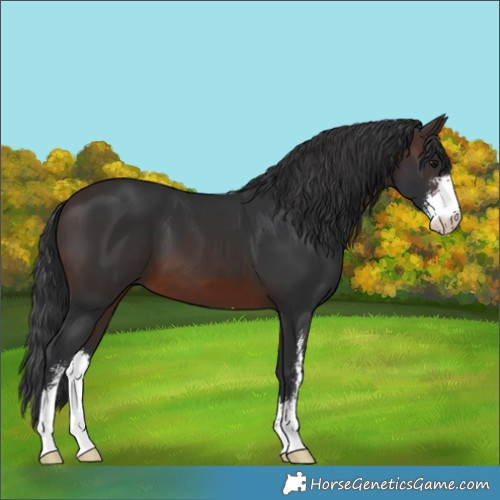 Horse Color:Brown Sabino 