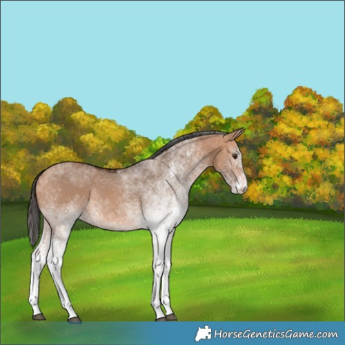 Horse Color:White Spotted Bay Dun 