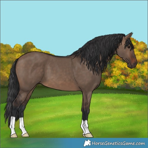 Horse Color:Brown Dun 
