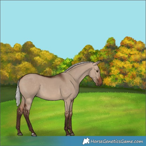 Horse Color:Silver Bay Dun 