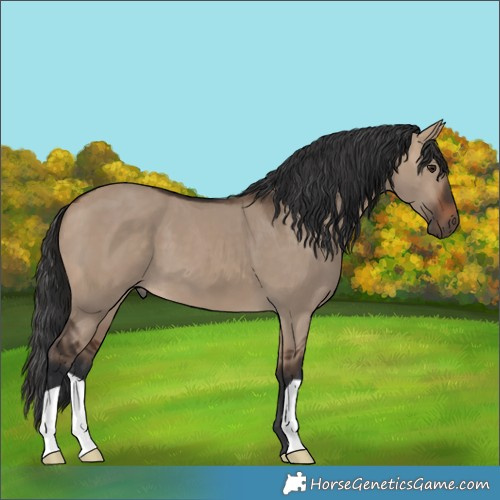 Horse Color:Brown Dun 